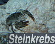 Thumbs/tn_015 Steinkrebs 11022004.jpg